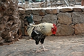 Kanary_2010 156